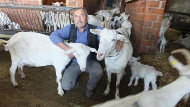 Melez keçileri süt verimini ikiye katladı