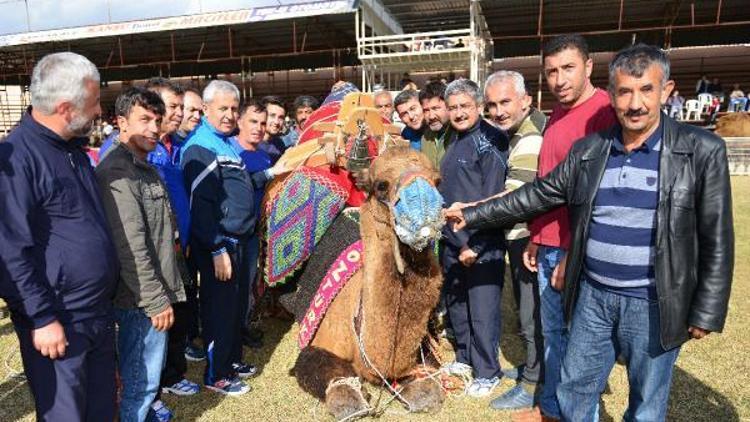 Kumlucada develer meydana çıktı