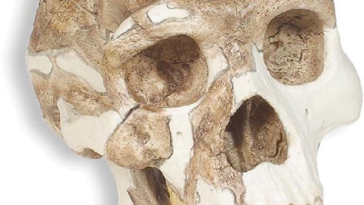 Çinde bulunan kafatası insan evriminin kaynağını değiştirebilir