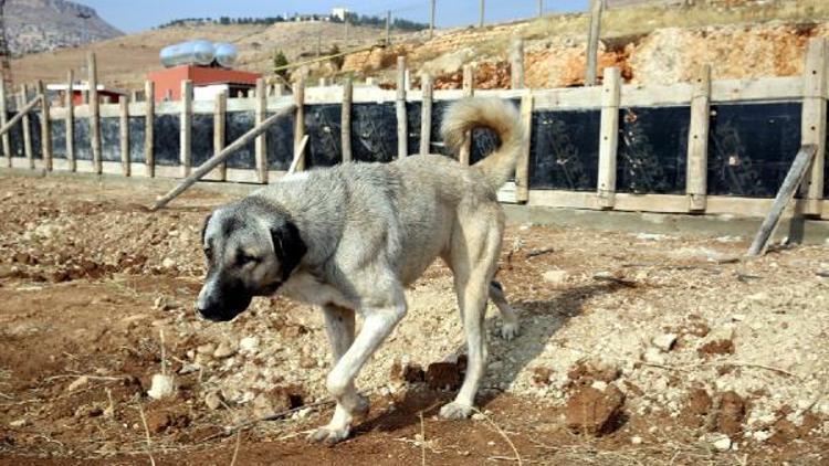 Mardinde hayvan hastanesinin temeli atıldı