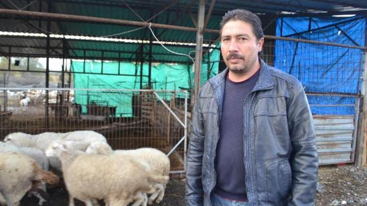 Salihliden çalınan hayvanlar, İzmirde bulundu