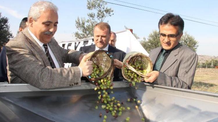 Akhisarda Dünya Zeytin Günü kutlandı / ek fotoğraflar