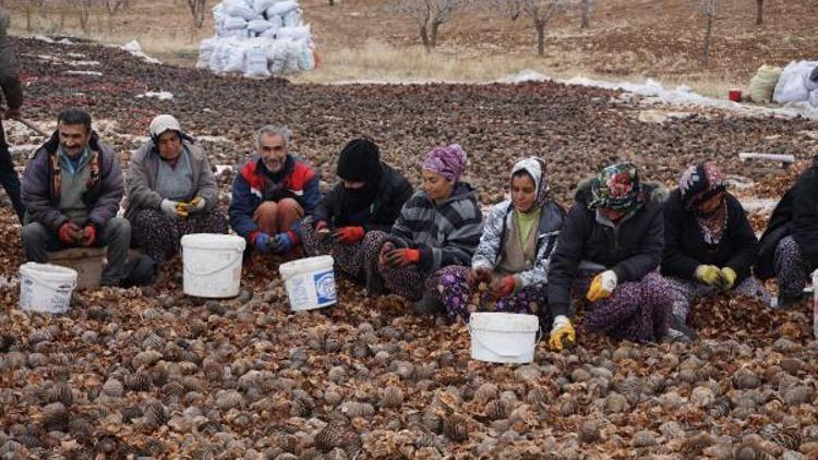 Kozalaklardan tohum çıkarma, gelir kapısı oldu