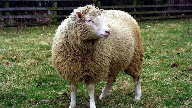 Dünyada çığır açan klon koyun Dolly neden öldü