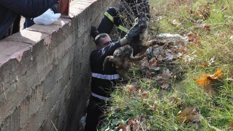 Su kanalına düşen köpeği itfaiye kurtardı