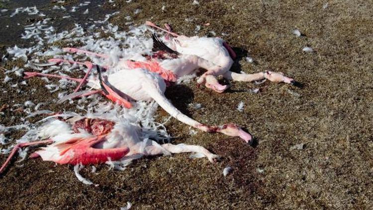 Akgöl Sazlığında flamingo katliamı