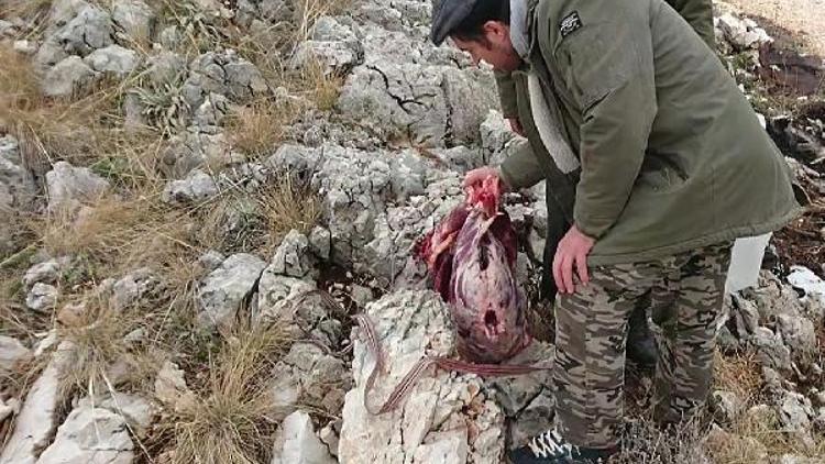 Koruma altındaki dağ keçisini vuran avcılar etini taşırken yakalandı