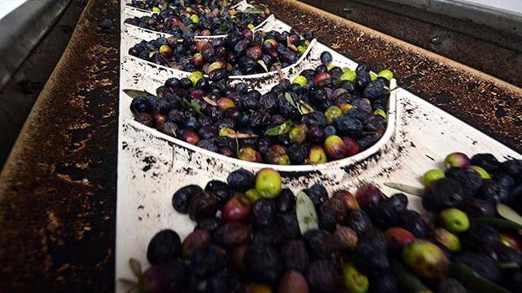 Zeytin ve zeytinyağı ihracatçılarından destek talebi