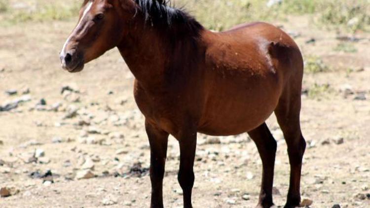 Spil Dağı çevresine yılkı atı levhası