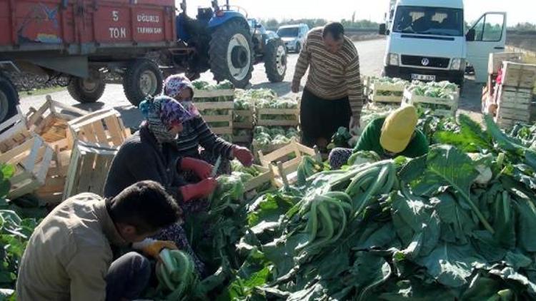 Kışlık sebze yetiştirerek 50 kişiye iş kapısı açtı