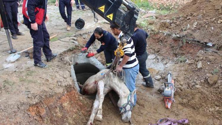 Kanalizasyona düşen atı, itfaiye kurtardı