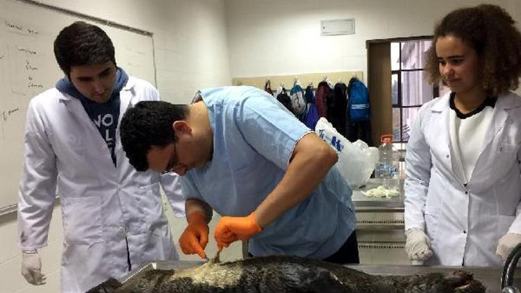 Antalyadaki Kaleiçinde bulunan müzeye konulacak yavru fokun ölüm nedeni araştırıldı
