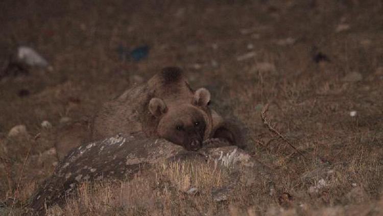 Çöplük, boz ayıların kış uykusu düzenini bozdu