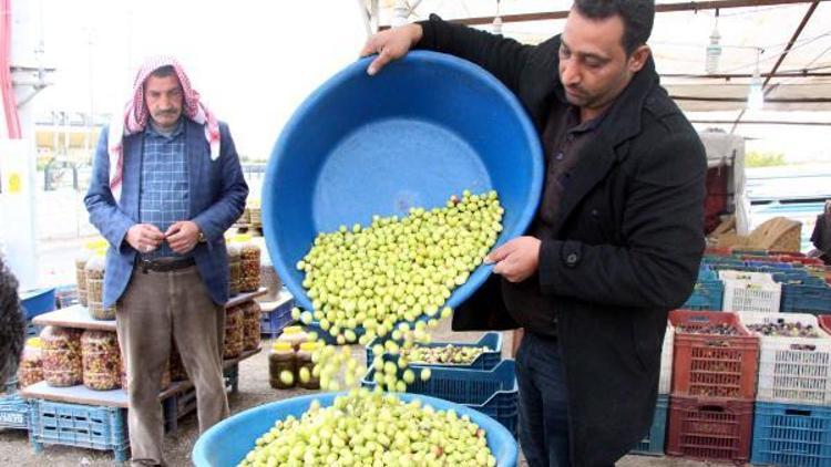 Şanlıurfada günde 3 ton yeşil zeytin satılıyor