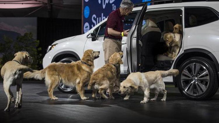 Bu köpekler de nereden çıktı