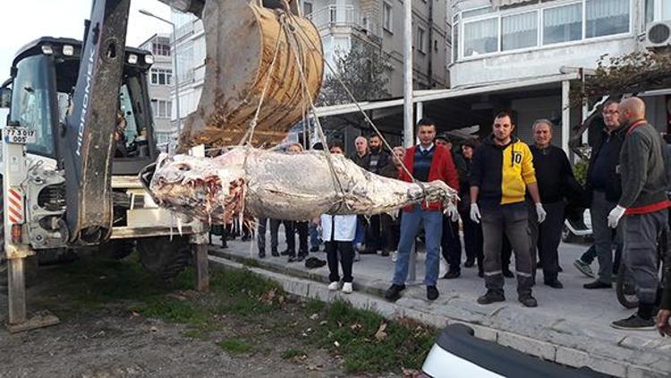 Yalovada kıyıya vurdu İş makinesiyle çıkardılar...