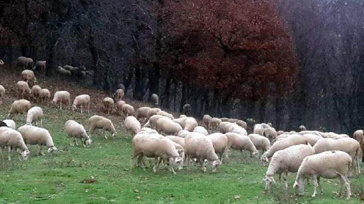 Gıda Tarım ve Hayvancılık Müdürü Ortan: Kırklareli kıvırcığına rağbet arttı