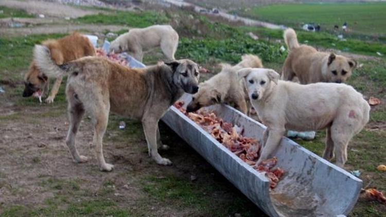 Edirnede hayvanseverler sokak köpeklerini besledi
