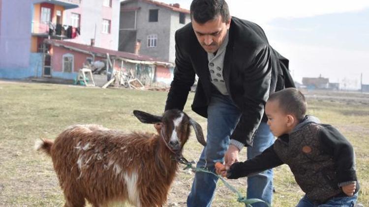 Oğlak hırsızları kamerada (2)