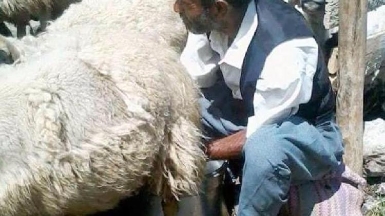 Hayvanları otlatmaya götüren çoban, ölü bulundu