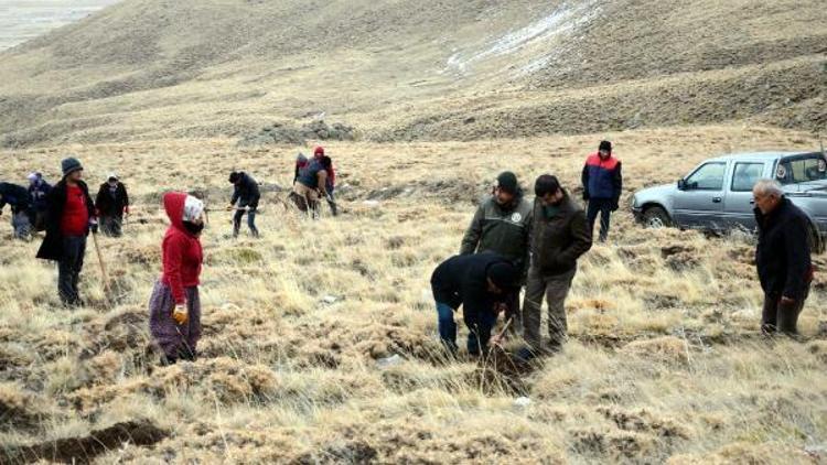 Erciyes dağındaki meralar ağaçlandırılıyor