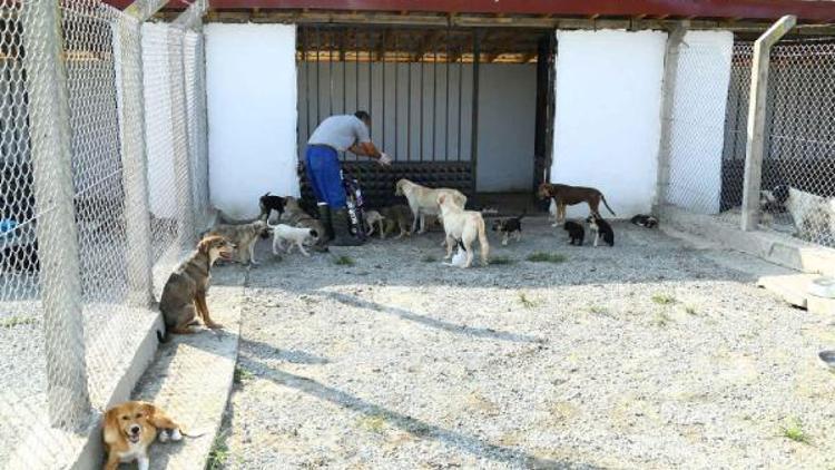 Belediye sahipsiz köpekleri tedavi edip sahiplendiriyor