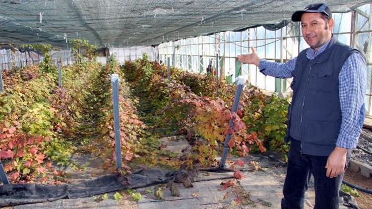 Tokatta yeni üzüm çeşidi geliştiriliyor