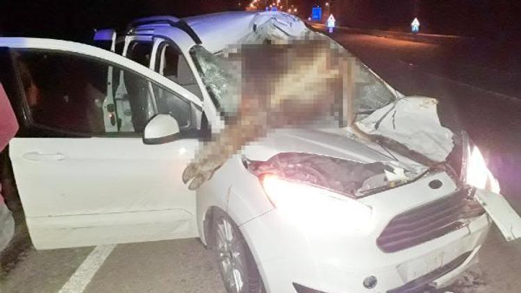 Aracın çarptığı inek ön camdan içeri girdi: 2 kişi yaralandı, inek öldü