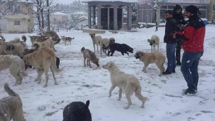 2 bin rakımlı yaylada aç kalan köpekleri zabıta besledi