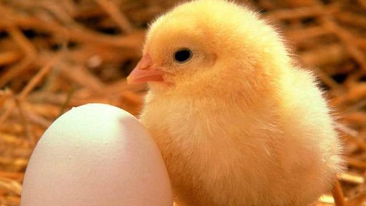 Küçük çaplı tavuk çiftlikler için kritik uyarı