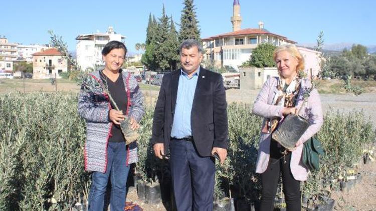 Üreticiye zeytin fidanı