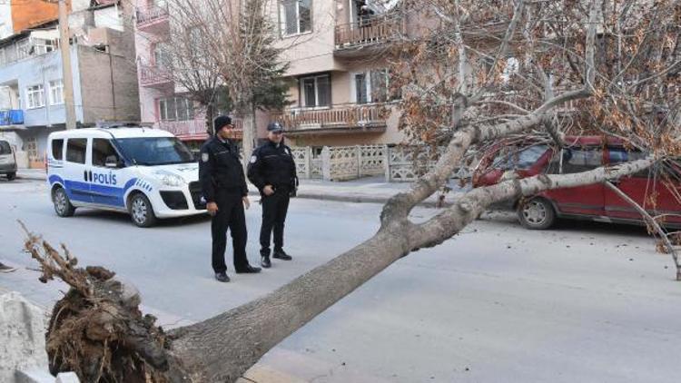 Şiddetli rüzgarda kökünden sökülen ağaç otomobilin üzerine düştü