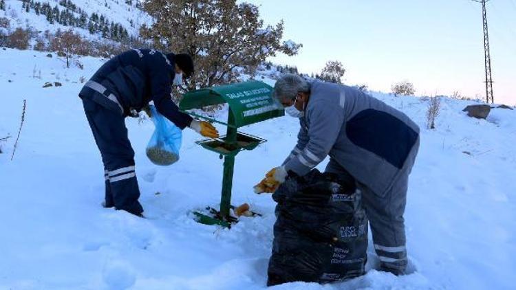 Talas Belediyesi sokak hayvanları için yem bıraktı