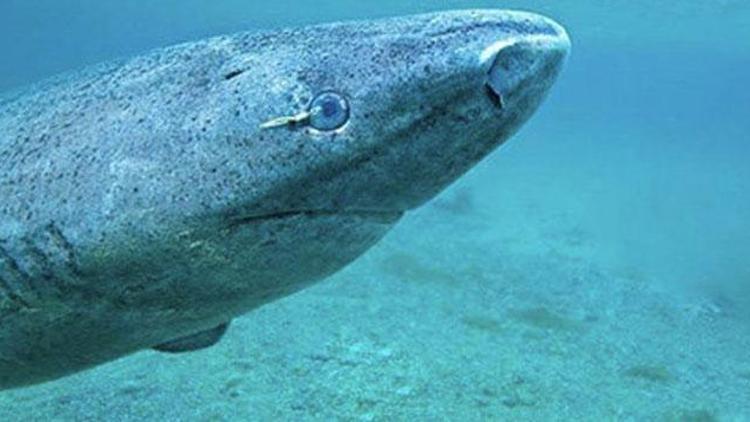 Dünyanın en yaşlı köpekbalığı Atlas Okyanusu’nda görüldü