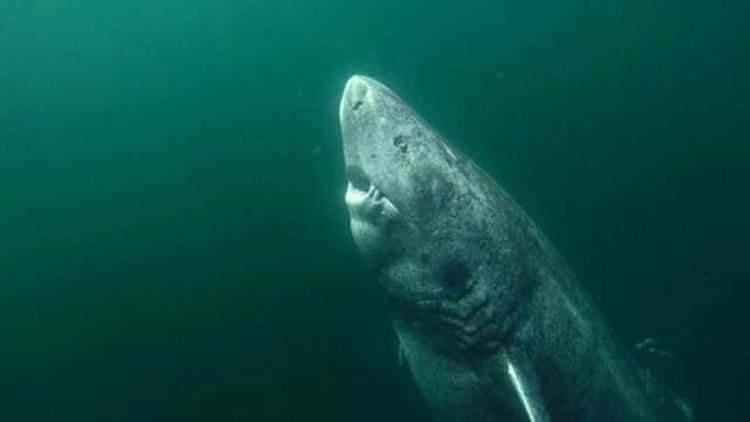 Dünyanın en yaşlı köpek balığı: 512 yaşında