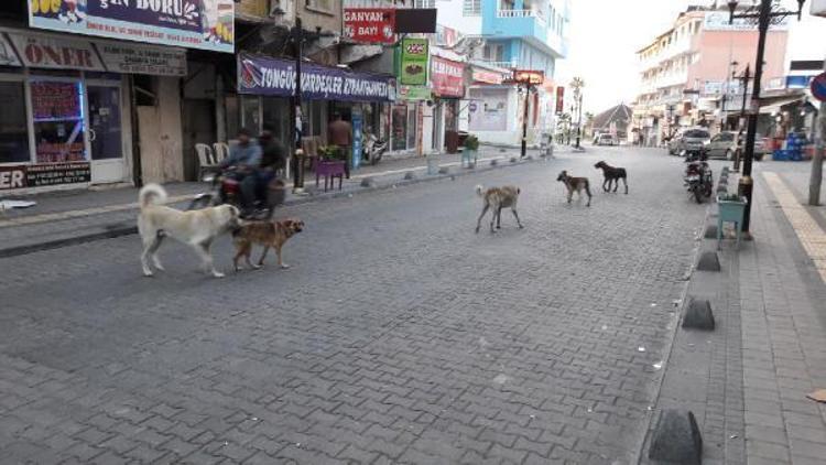 Karataşın sorunu başıboş köpekler