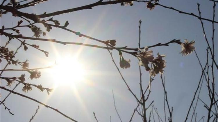Aralık ayında Bursada sıcaklık rekoru kırıldı, ağaçlar çiçek açtı