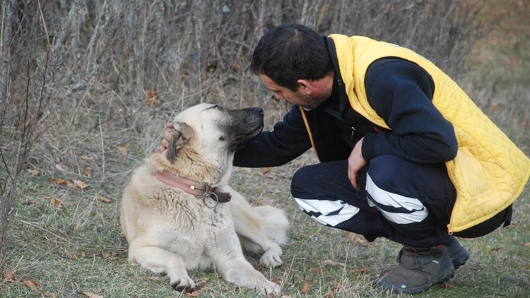 Yangın sonrası sır olan ailenin köpeklerine HAYTAP sahip çıktı