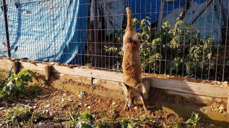 Yavru tilkiyi, kuyruğunu kesip, ayaklarından tellere astılar