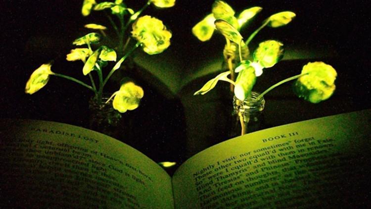 ABDli bilim insanları ışık saçan bitki yarattı