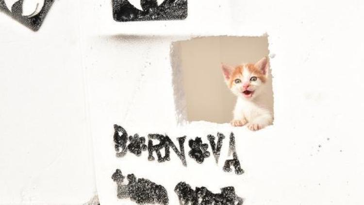 Bornovalı hayvanseverlerden kedi evi