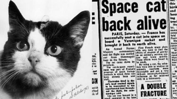 Uzaya giden ilk kediyle tanışın