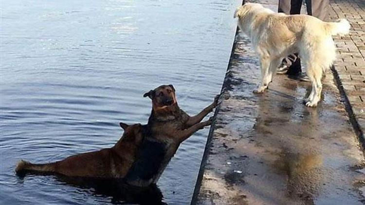 Denize düşen köpeği, peşinden atlayan köpek kurtardı