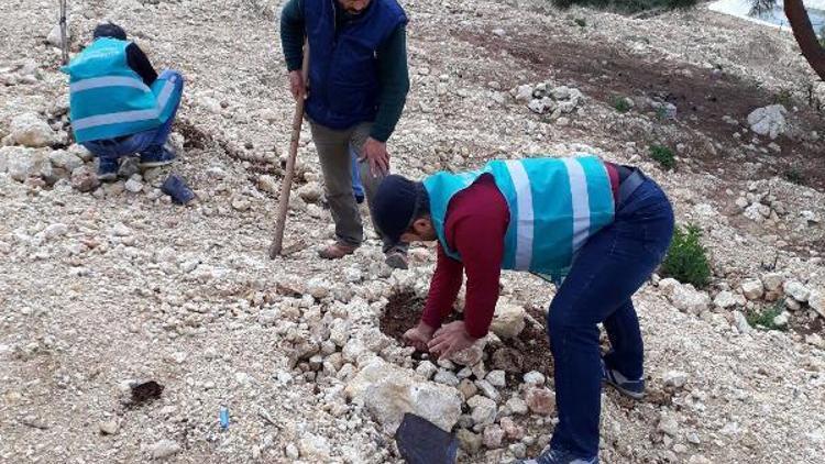 Denetimli serbestlik yükümlüleri fidan dikti