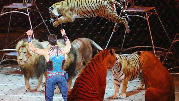 İskoçya, sirklerde yabani hayvanı yasakladı