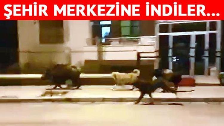 Sokak köpekleri kovaladı