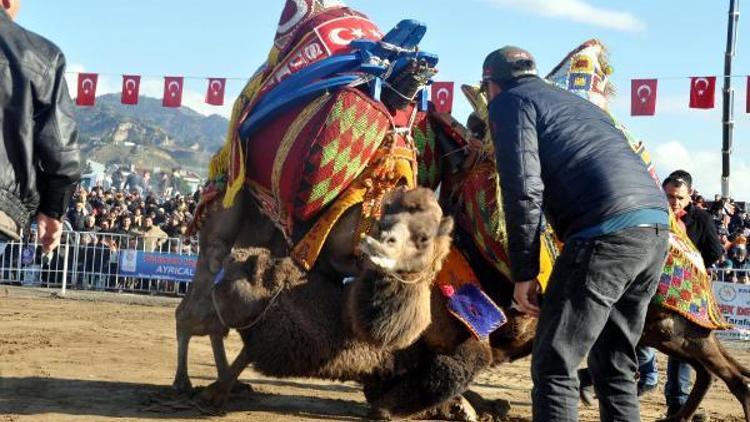 Aydında deve güreşi heyecanı