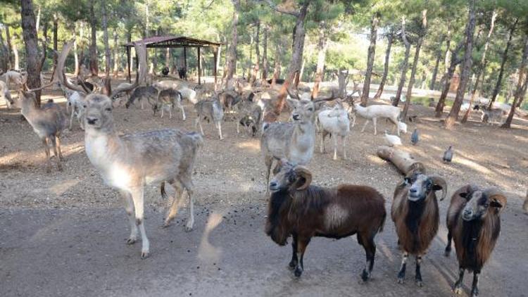 Türkiyenin ilk ve tek safari parkına ziyaretçi akını