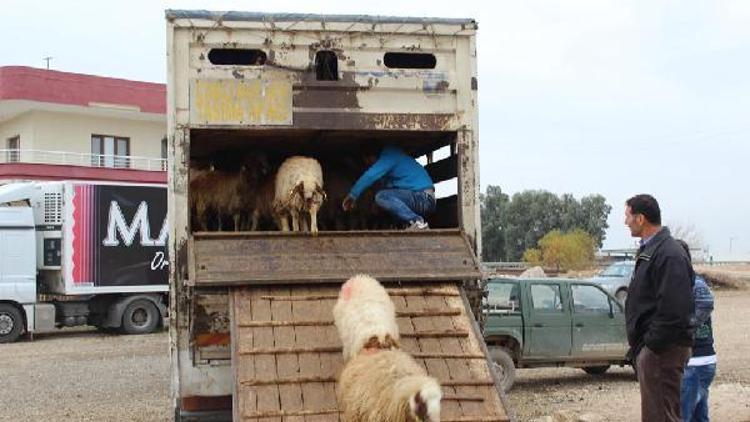 Nusaybinde genç çiftçilere 185 koyun hibe edildi