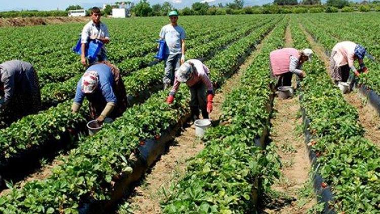 Tarım sigortası yönetmeliğinde değişiklik